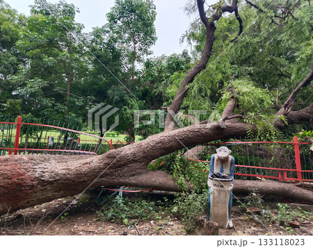 Uprooted tree with exposed roots and fallen trunk damaging park fence, reddish bark, natural disaster impact in garden setting with greenery and outdoor environment 133118023