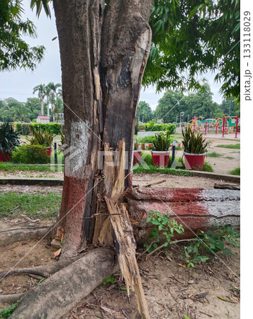 Broken tree trunk with splintered wood and painted roots in garden, highlighting natural decay and damage Broken tree trunk with splintered wood and painted roots in garden, highlighting natural decay and damage 133118029