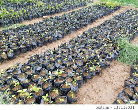 Young saplings in black grow bags neatly arranged in outdoor nursery, fresh plant seedlings with soil in agricultural farming environment Young saplings in black grow bags neatly arranged in outdoor nursery, fresh plant seedlings with soil in agricultural farming environment 133118031
