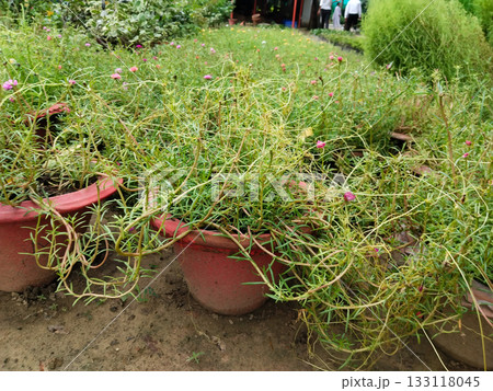 nursery Gardening with Portulaca: Beautiful Moss Rose Plants in Blooming Pots with Colorful Flowers, Perfect for Balcony or Terrace, Easy Care and Low Maintenance Succulent for Summer Display nursery Gardening with Portulaca: Beautiful Moss Rose Plants in Blooming Pots with Colorful Flowers, Perfect for Balcony or Terrace, Easy Care and Low Maintenance Succulent for Summer Display 133118045