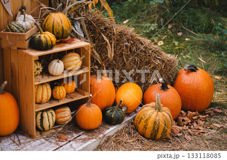 Rustic Wooden Shelf with Pumpkins and Gourds for Autumn Harvest Display Rustic Wooden Shelf with Pumpkins and Gourds for Autumn Harvest Display 133118085