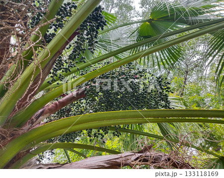 Tropical palm tree with clusters of seeds and large green fronds, robust seed-producing tree in lush outdoor environment Tropical palm tree with clusters of seeds and large green fronds, robust seed-producing tree in lush outdoor environment 133118169