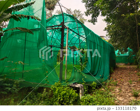 Damaged shade net house with open torn section and iron frames in outdoor garden, green poly tunnel showing wear and tear for nursery cultivation and plant protection, agricultural structure under Damaged shade net house with open torn section and iron frames in outdoor garden, green poly tunnel showing wear and tear for nursery cultivation and plant protection, agricultural structure under 133118170