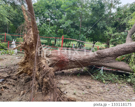 Uprooted tree with exposed roots and fallen trunk damaging park fence, reddish bark, natural disaster impact in garden setting with greenery and outdoor environment Uprooted tree with exposed roots and fallen trunk damaging park fence, reddish bark, natural disaster impact in garden setting with greenery and outdoor environment 133118175