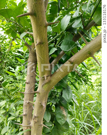 Lemon tree branch with large sharp thorns, citrus plant stem showing prominent defensive spikes in agricultural garden environment 133118176