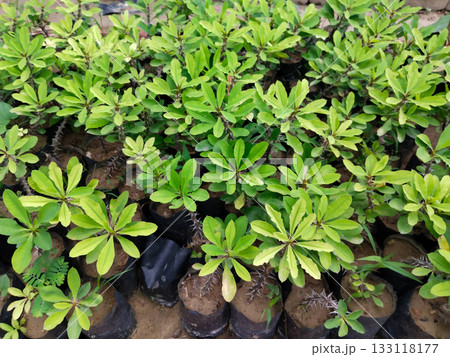 Crown of thorns plants growing in bags with green leaves and thorny stems for garden and home decoration 133118177