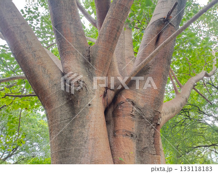 Close-up of thick, smooth brown tree trunk and branches with green foliage, highlighting texture and mature structure in outdoor park or garden environment 133118183