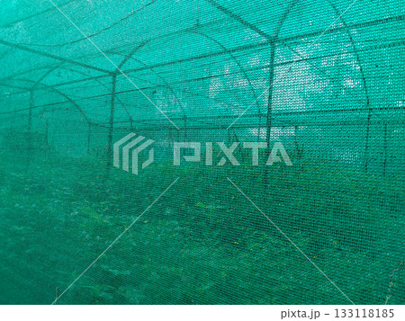 Green shade net nursery with plants growing inside, protective outdoor greenhouse structure used for plant cultivation, gardening, farming, and agriculture with sunlight control and healthy green 133118185