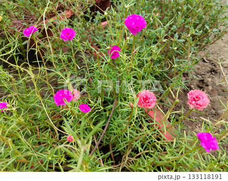 Colorful blooming Portulaca flowers in clay pots placed in outdoor garden, vibrant moss rose flowering plants with pink, yellow, white and red blossoms in natural soil background Colorful blooming Portulaca flowers in clay pots placed in outdoor garden, vibrant moss rose flowering plants with pink, yellow, white and red blossoms in natural soil background 133118191