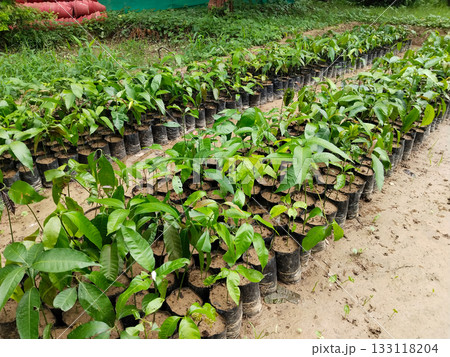 Multiple mango saplings growing in black plastic grow bags arranged in neat rows on soil at plant nursery for commercial agriculture and horticulture in India during monsoon season 133118204