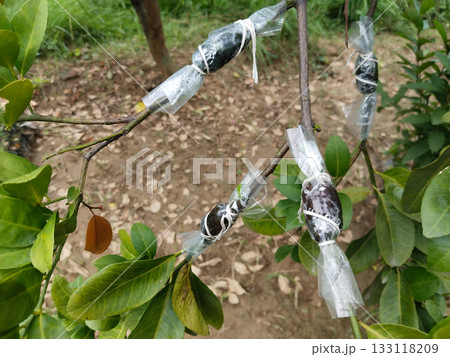 lemon Plant stem propagation by air layering method, wrapped soil and plastic on branch with string for root growth, horticultural technique in garden using healthy green leaves and natural lemon Plant stem propagation by air layering method, wrapped soil and plastic on branch with string for root growth, horticultural technique in garden using healthy green leaves and natural 133118209