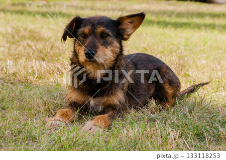 Old dog posing and resting on the grass close-up 133118253