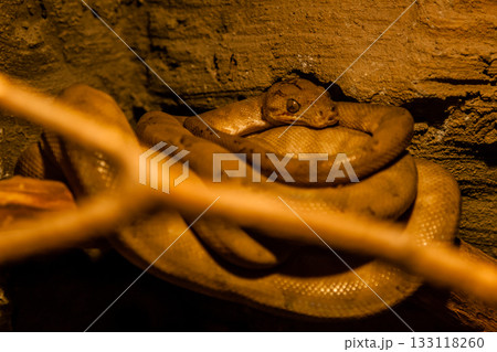 Snake rolled into a ball 133118260