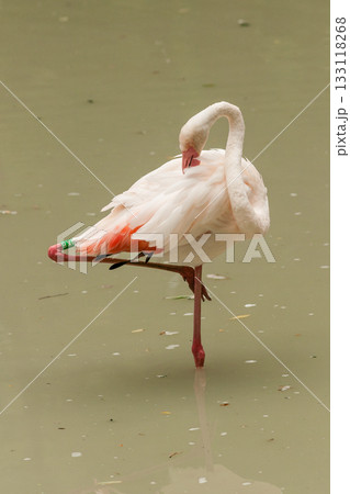 Flamingo on the lake drinking water Flamingo on the lake drinking water 133118268