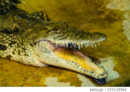 crocodile with open mouth with large teeth 133118362