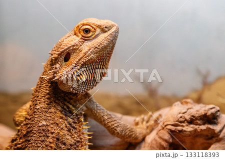 Beautiful Lizard Bearded Agama, Pogona vitticeps Beautiful Lizard Bearded Agama, Pogona vitticeps 133118393