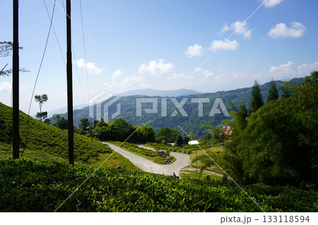 Tea Garden View with Winding Road and Distant Hills at Kalimpong 133118594