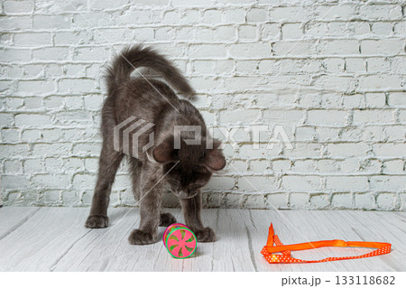 Beautiful gray cat on a brick wall background 133118682