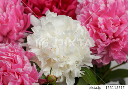 beautiful peonies on a white background beautiful peonies on a white background 133118815