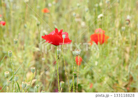 Beautiful flowers red poppies 133118828