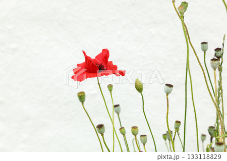 Beautiful flowers red poppies Beautiful flowers red poppies 133118829