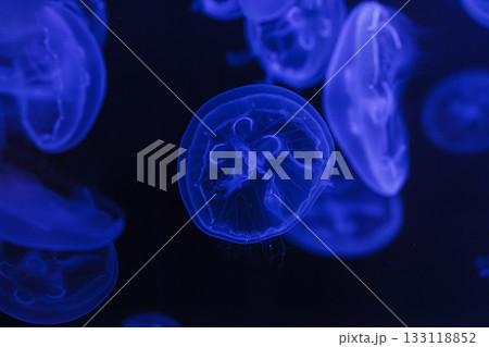 underwater shooting of beautiful Aurelia aurita 133118852