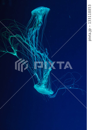 underwater shot of beautiful Chrysaora quinquecirha 133118853