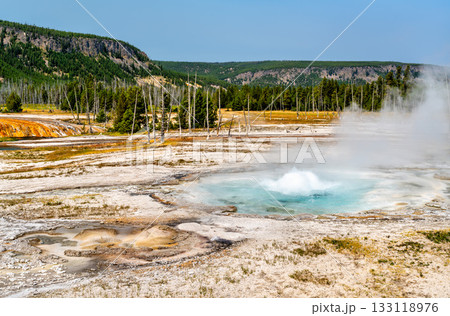 Spouter Geyser bubbles and splashes in Yellowstone National Park's Black Sand Basin. Steam rises from the blue pool, surrounded by mineral deposits and a forest 133118976
