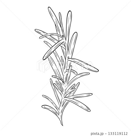 Monochrome botanical fragrant herb drawing of rosemary plant isolated on white background. Graphic hand drawn ink vector 133119112