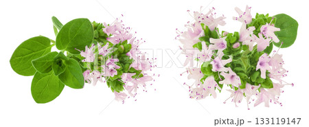 blooming oregano isolated on white background blooming oregano isolated on white background 133119147