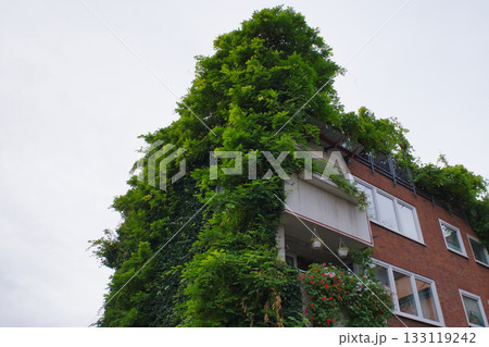 Lush green vines cover a modern building in an urban area during a cloudy day Lush green vines cover a modern building in an urban area during a cloudy day 133119242