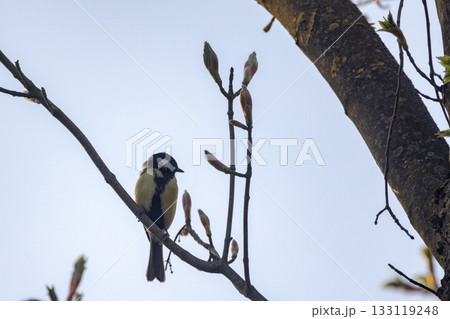 Peaceful Scene of Vigilant Bird Among Spring Branches in Natural 133119248