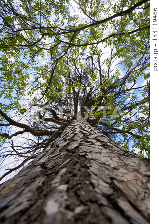 Close-up of a pine tree trunk, shot from below, view of the treetops, green leaves against the sky Close-up of a pine tree trunk, shot from below, view of the treetops, green leaves against the sky 133119466