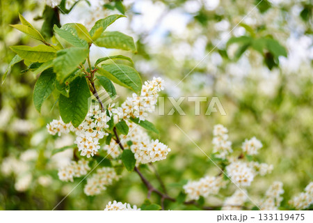 A branch of blooming bird cherry with white flowers. Green leaves against a blurred background 133119475