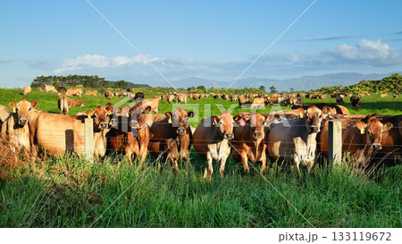 Happy New Zealand Brown Cows 133119672