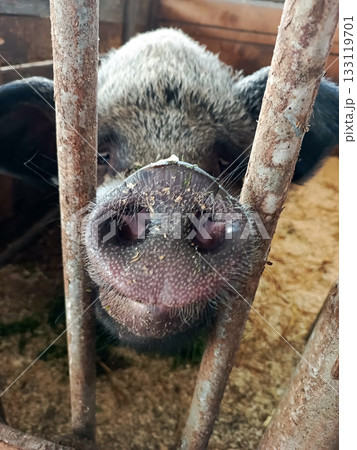 A pig with a black nose is peering out from behind a metal fence. 133119701