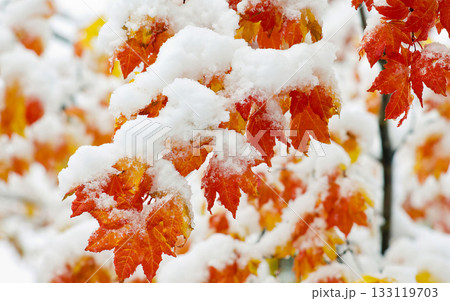 A tree branch covered in snow and leaves. A tree branch covered in snow and leaves. 133119703