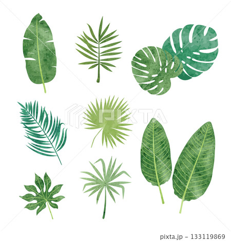 Tropic leaves set. Vector watercolor illustration of tropical plants 133119869