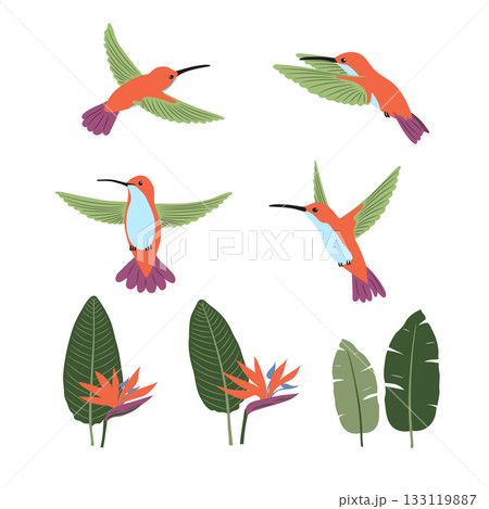 Set of cute cartoon hummingbirds and strelitzia . Vector collection of tropical birds 133119887