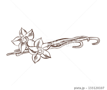 Vanilla pods and blossoms in minimalist black and white hand drawn vector clipart.Symbol of purity,tropical luxury,natural sweetness.For perfume and spice packaging,culinary design projects 133120107