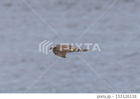 飛翔するオオタカの若鳥 飛翔するオオタカの若鳥 133120138