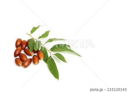 白背景のドングリ 133120143