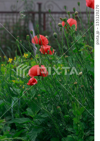 A beautiful cluster of vibrant red poppy flowers with tall green stems and buds in a lush garden setting. Natural and vibrant floral scene. 133120270