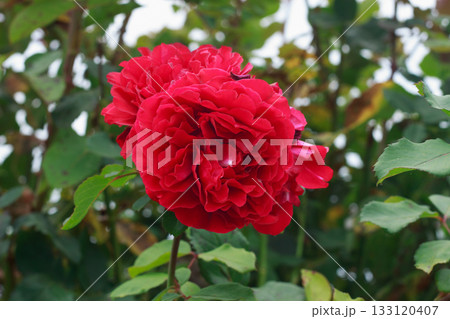 A vibrant, close-up shot of deep red roses in full bloom 133120407