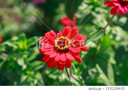 Vibrant Red Zinnia Flower in Summer Garden Sunlight Vibrant Red Zinnia Flower in Summer Garden Sunlight 133120435