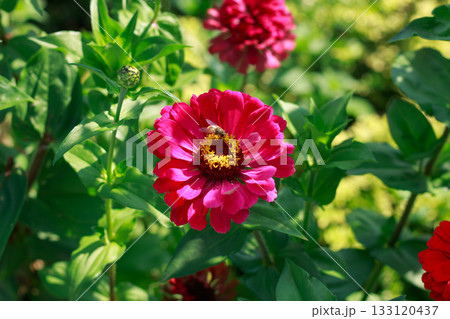 Vibrant Red Zinnia Flower in Summer Garden Sunlight Vibrant Red Zinnia Flower in Summer Garden Sunlight 133120437