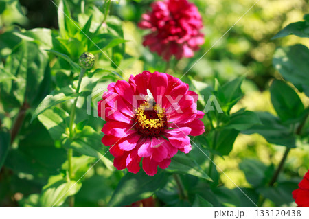 Vibrant Red Zinnia Flower in Summer Garden Sunlight 133120438
