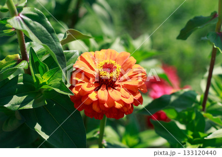 Vibrant Red Zinnia Flower in Summer Garden Sunlight Vibrant Red Zinnia Flower in Summer Garden Sunlight 133120440