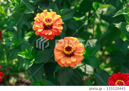 Vibrant Red Zinnia Flower in Summer Garden Sunlight 133120441