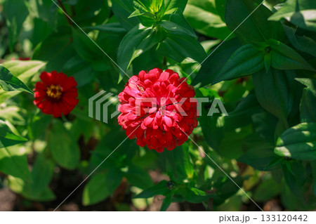Vibrant Red Zinnia Flower in Summer Garden Sunlight 133120442